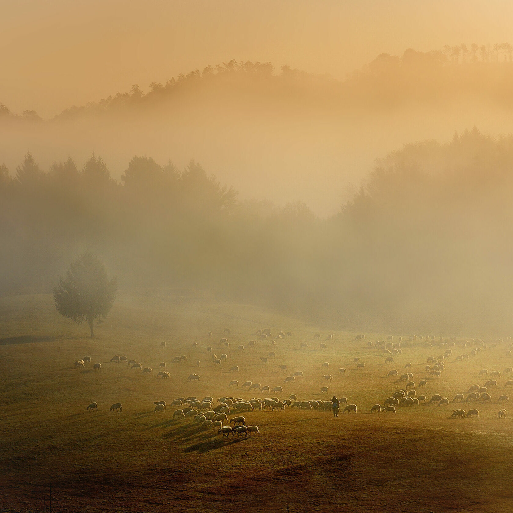 Sortir du brouillard des addictions et compulsions grâce à l’hypnose Paysage brumeux – symbole des addictions et compulsions, hypnose pour retrouver clarté et liberté.